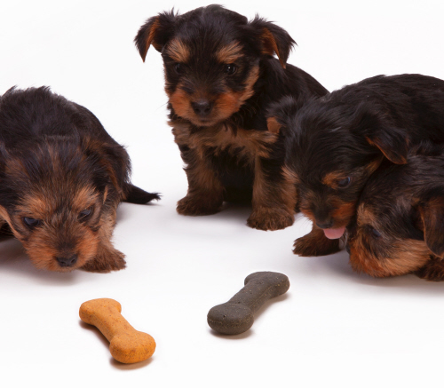 Pet Supplies