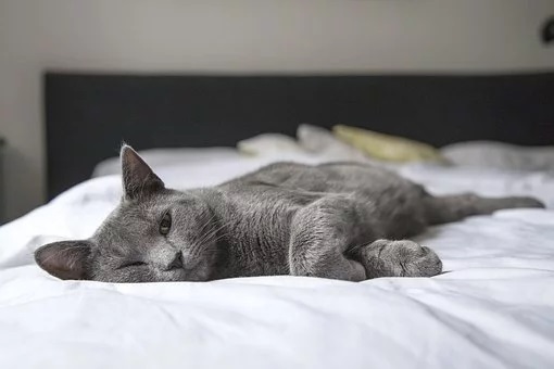 Sheets & Linens